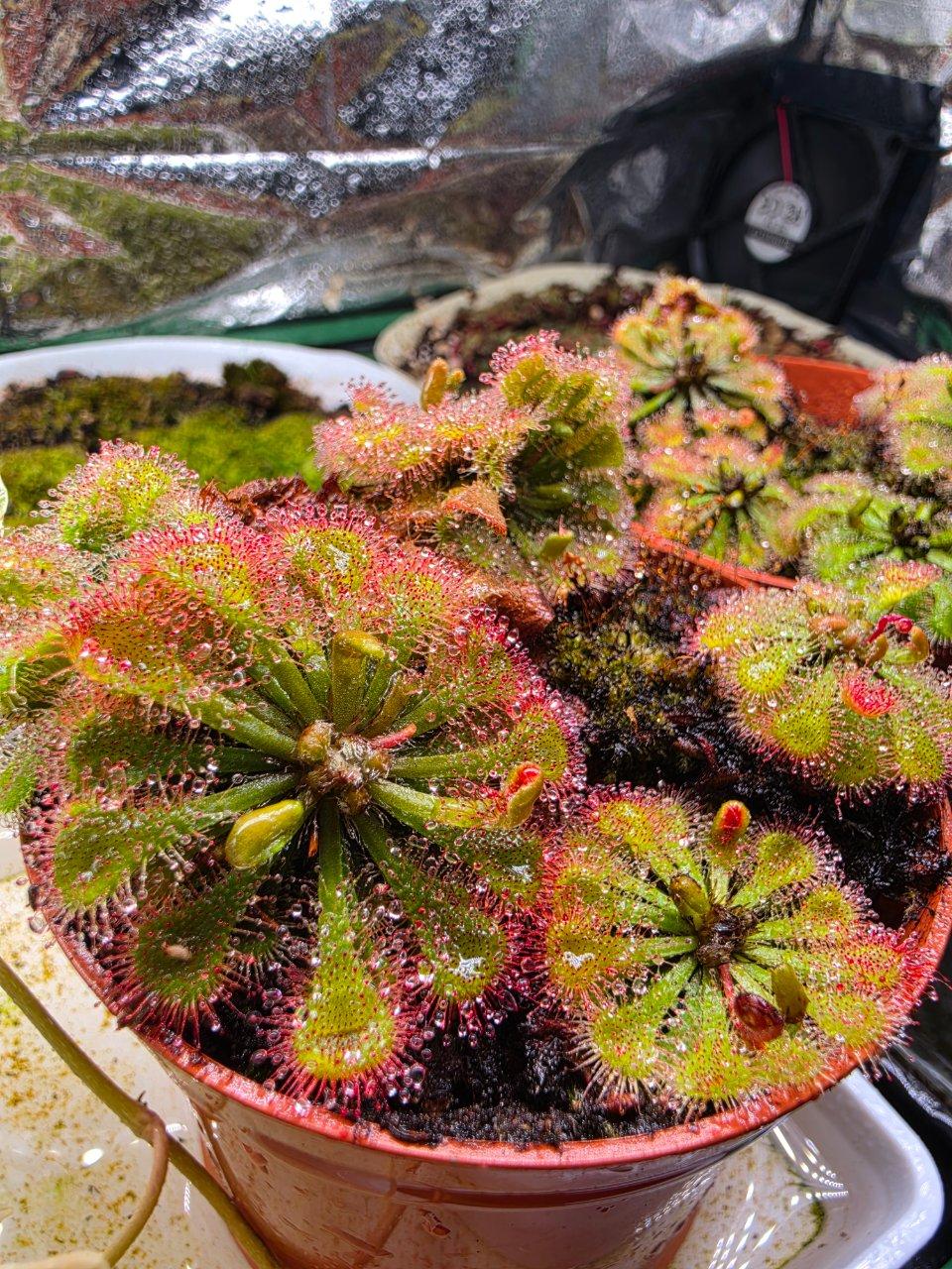 Drosera spatulata