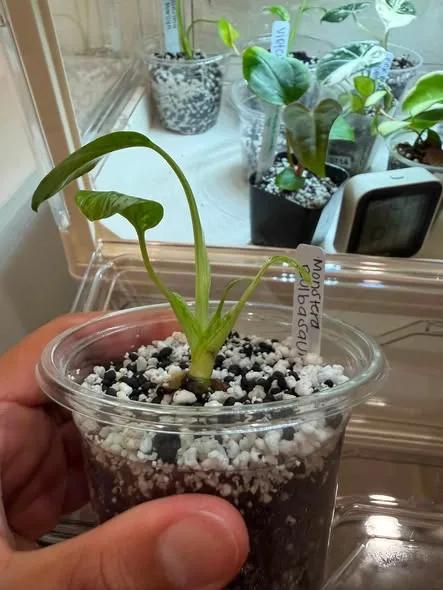 My bulbasaur monstera TC