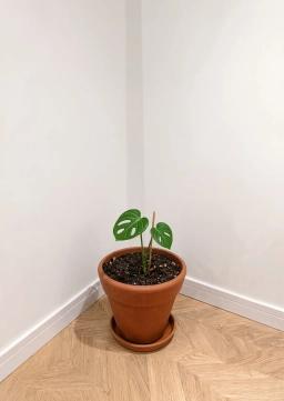 monstera deliciousa from cutting