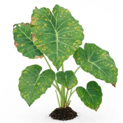Fungus Gnats — Bradysia spp. Larvae in Substrate — alocasia plant care