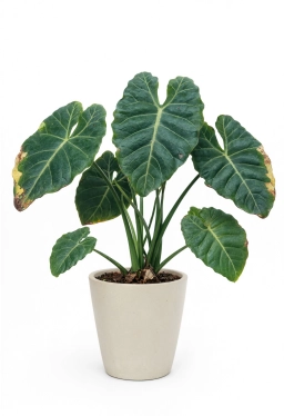 Alocasia