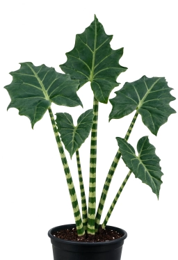 Alocasia Seasonal Leaf Drop — Normal Dormancy vs. Root Stress — alocasia plant care