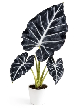 Pale bleached snake plant leaves from sun overexposure — Sansevieria light guide