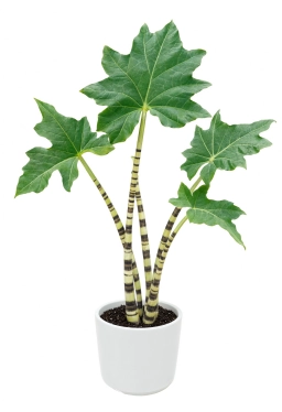 Fungus gnats around snake plant — Bradysia treatment for Sansevieria