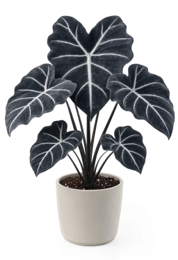 Snake Plant — Snake Plant Leaf Splitting — Physical Damage, Rapid Growth & Temperature Stress