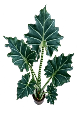 Thrips damage on snake plant — silvery streaks on Sansevieria leaves