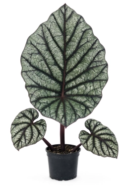 Alocasia — Heat Stress & Leaf Curling
