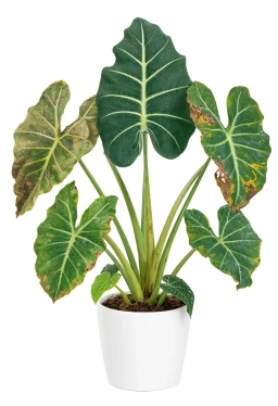 Alocasia — Poor Airflow — Weak Stems & Disease Pressure
