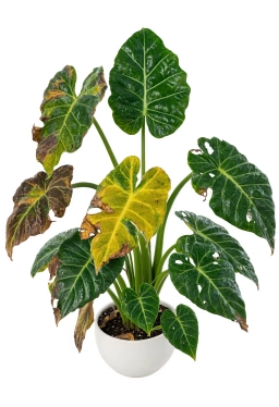 Alocasia — Transplant & Acclimation Shock