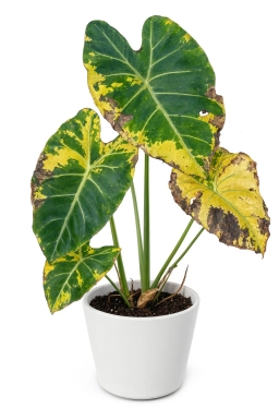 Alocasia — Temperature Fluctuation Leaf Drop