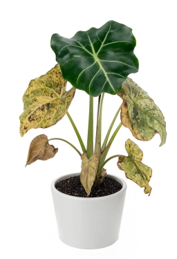 Alocasia — Winter Growth Stall & Dormancy Stress