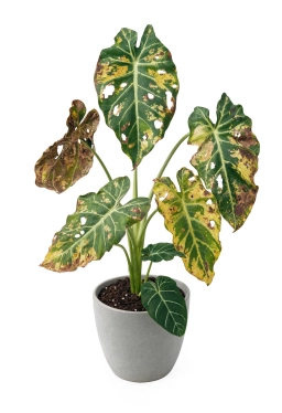 Alocasia — Crinkled New Leaves & Stuck Leaf Syndrome