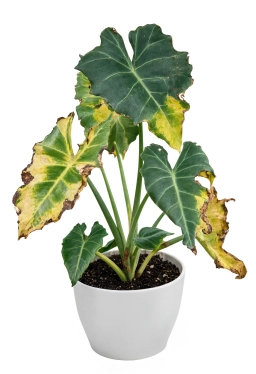 Alocasia — Potassium Deficiency — Marginal Scorch