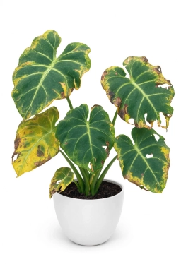 Alocasia — Calcium Deficiency — Deformed New Leaves