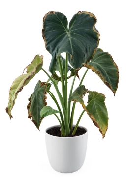Alocasia — Salt Crust & EC Build-Up in Substrate