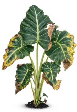 Alocasia — Inconsistent Watering — Boom-Bust Cycle