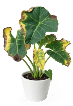 Alocasia — Compacted, Anaerobic Substrate