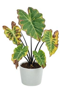 Alocasia — Substrate pH Lock-Out