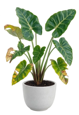 Alocasia — Mechanical Leaf Tears & Handling Damage