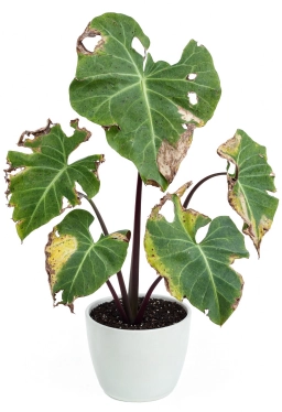 Alocasia — Snapped Petioles & Top-Heavy Collapse