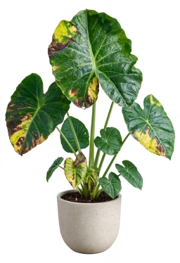 Alocasia — Propagation Failure — Cuttings Rotting or Stalling