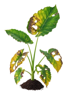 Alocasia — Weak Water-Propagated Roots Failing to Transition