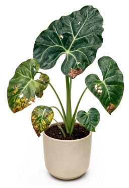 Alocasia — Alocasia Corm Rot — Overwatering During Dormancy