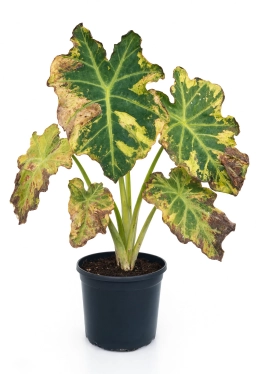 Alocasia — Phosphorus Deficiency — Purple-Tinted Leaves & Stunted Growth