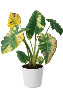 Alocasia — Zinc Deficiency — Small, Distorted New Leaves & Shortened Internodes