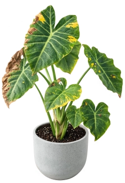 Alocasia — Root-Bound Stress — Impacted Root System in Undersized Pot
