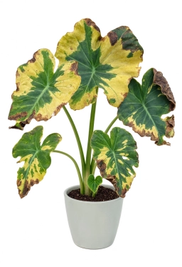 Alocasia — Repotting Shock — Post-Transplant Wilting & Stress Response