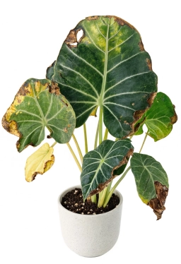 Alocasia — Black Leaf Tips — Cold Injury, Chemical Burn or Severe Dehydration