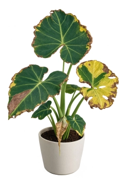 Alocasia — Leaf Miner Damage — Tunnelling Larvae Inside Leaf Tissue