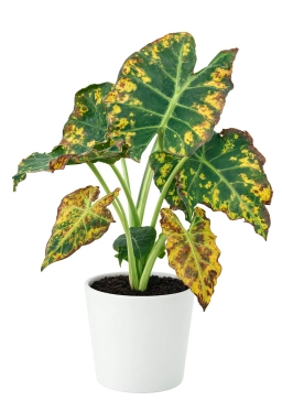 Alocasia — Eriophyid Mite Damage — Russet Mites & Microscopic Feeding Injury