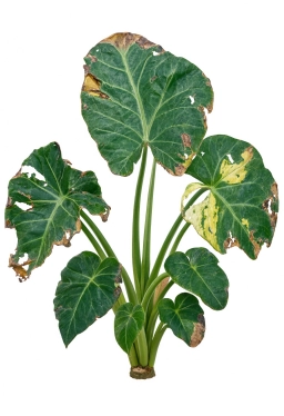Alocasia — No Drainage Hole — Root Rot from Standing Water Accumulation