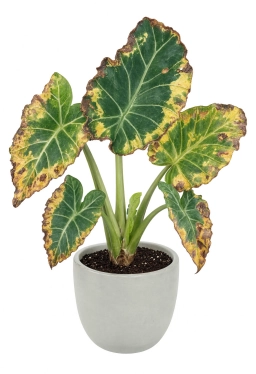 Alocasia — Winter Overwatering — Seasonal Watering Frequency Mismatch