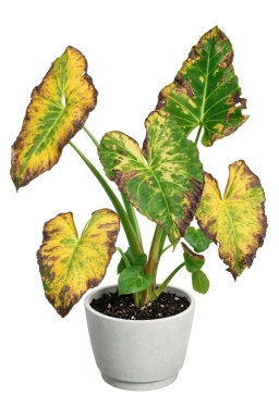 Alocasia — Boron Deficiency — Deformed New Growth & Hollow Petioles