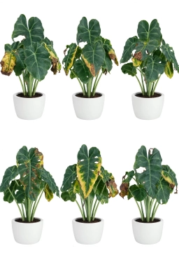 Alocasia — Bacterial Wilt — Ralstonia & Erwinia Vascular Infection