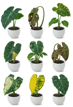 Alocasia — Alocasia Seasonal Leaf Drop — Normal Dormancy vs. Root Stress