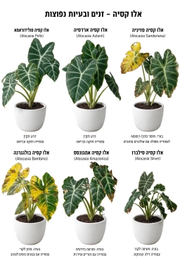 Alocasia — Humidity Tray Mould — Stagnant Water Breeding Fungus Gnats & Mould