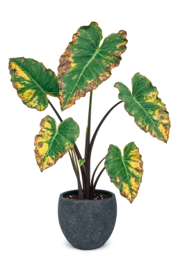 Alocasia — Water Propagation Algae & Rot — Green Water & Cutting Stem Decay