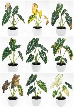 Powdery Mildew — Erysiphe & Golovinomyces spp. — anthurium plant care