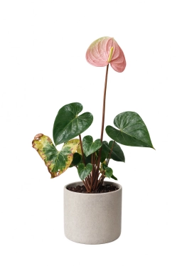 Anthurium — Broad Mites — Polyphagotarsonemus latus