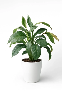 Anthurium — Root Mealybugs — Hidden Rhizoecus Infestation