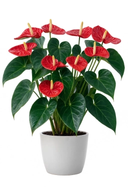 Anthurium