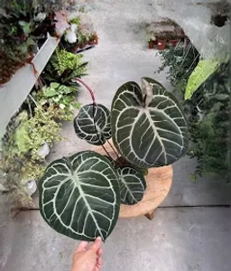 Anthurium — Springtails in Substrate — Collembola Bloom
