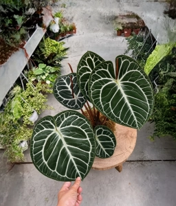 Anthurium — Anthracnose — Colletotrichum Leaf Blight