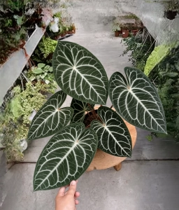 Anthurium — Fusarium Wilt — Vascular Browning & Collapse