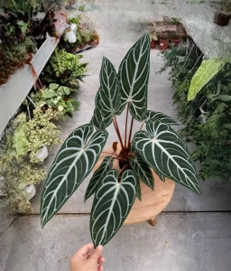 Anthurium — Southern Blight — Sclerotium rolfsii