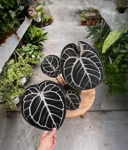 Anthurium — Rhizoctonia Damping-Off in Seedlings & Cuttings